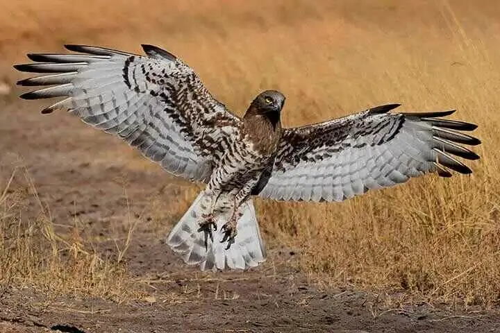 Mountain Buzzard